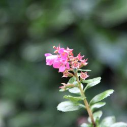 Photo of flower